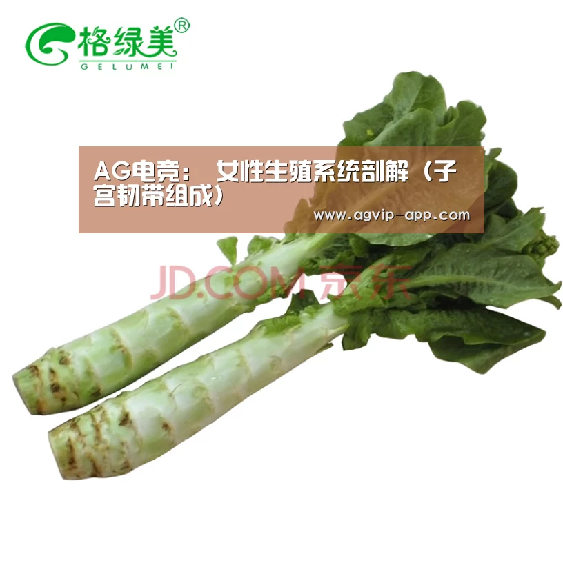 AG电竞：
女性生殖系统剖解（子宫韧带组成）